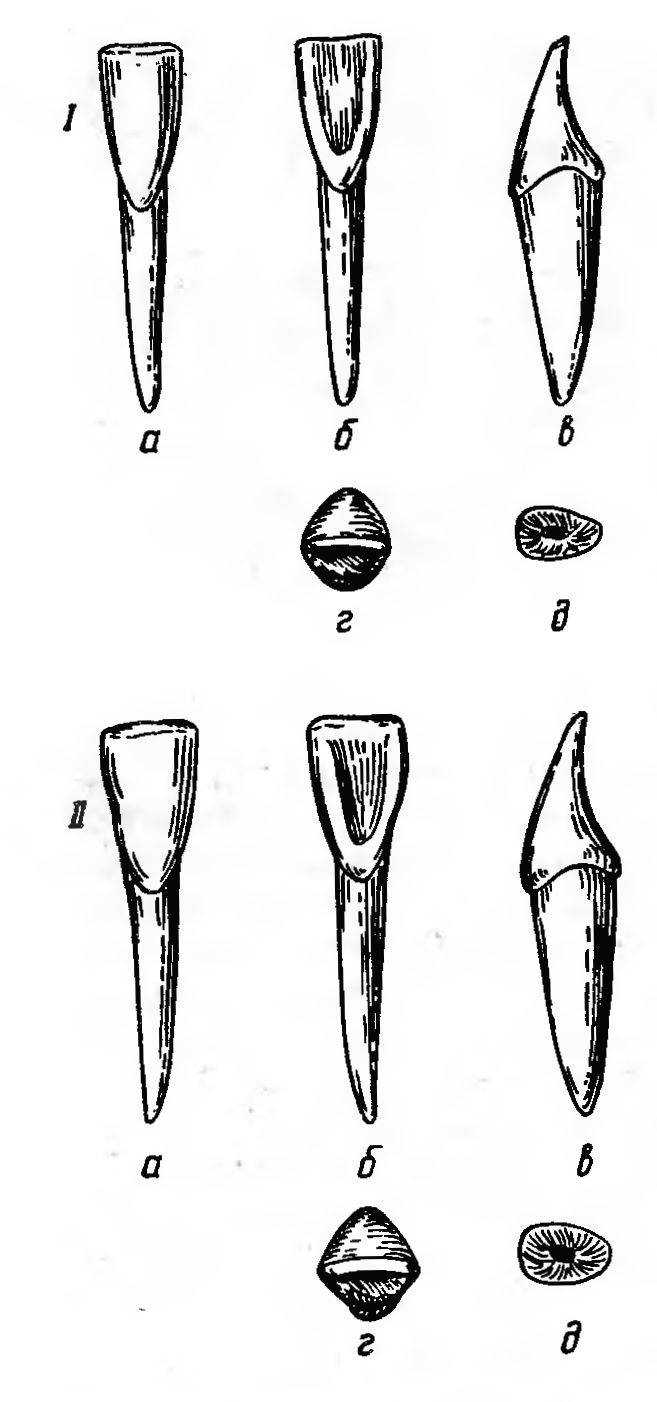 Боковые резцы. Центральный резец верхней челюсти анатомия. 2.9. Латеральный Нижний резец. Зуб Центральный резец верхней челюсти. Центральный резец нижней челюсти анатомия.