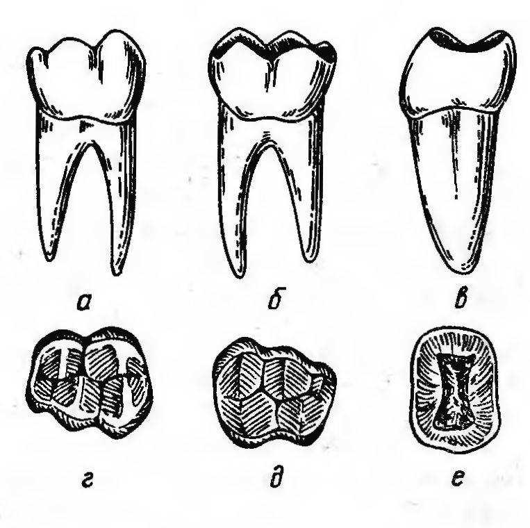 Верхний большой коренной зуб