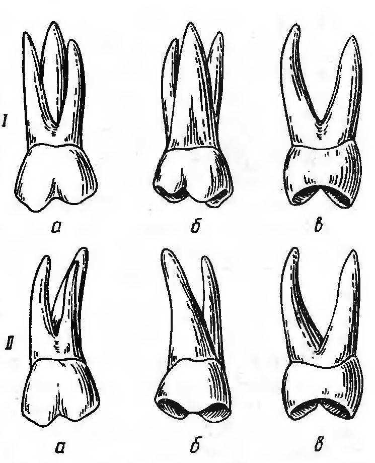 Премоляры и моляры предназначены для у млекопитающих. Зубы моляры премоляры резцы. Молочный моляр верхней челюсти анатомия. Премоляры и моляры верхней челюсти. Второй моляр верхней челюсти корни.
