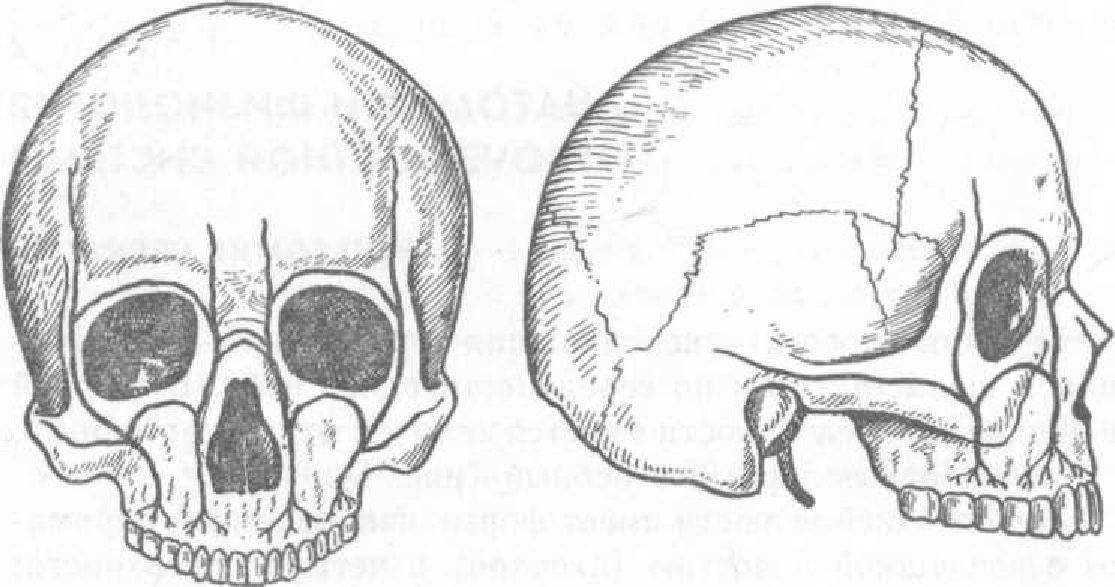 Верхняя череп. Контрфорсы черепа верхней челюсти. Контрфорсы черепа нижней челюсти. Контрфорсы верхней челюсти анатомия. Контрфорсы нижней челюсти анатомия.