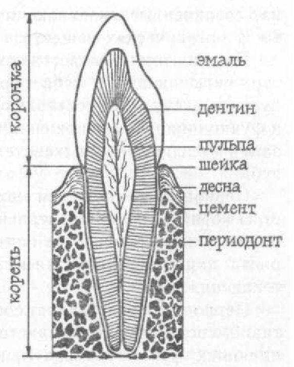 Зуб гистология рисунок