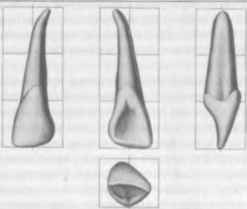 Боковой резец верхней челюсти фото