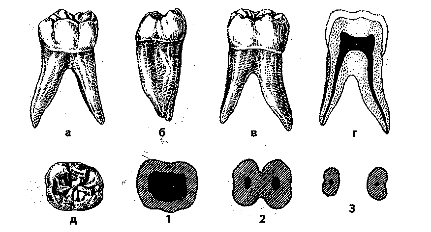 Зуб семерка верхний. Моляр верхней челюсти анатомия. Первый моляр нижней челюсти анатомия. Анатомия второго моляра нижней челюсти. Зуб первый моляр нижней челюсти.