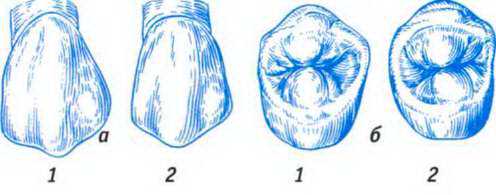 Первый верхний 2. Первый премоляр верхней челюсти анатомия. Второй премоляр верхней челюсти анатомия. 2 Премоляр верхней челюсти моделирование. Анатомия премоляров нижней челюсти.
